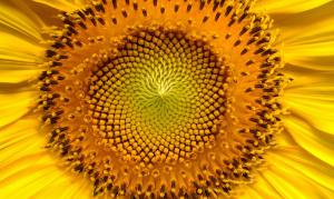 sunflower-94187_1280