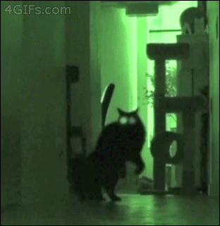 Cat in the dark.For adorable gifs, there is Cat Gif Central.