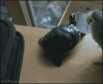 Hey, get off my desk!Thanks for following Cat Gif Central, the home of the cute.