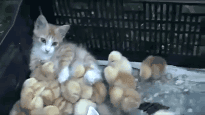 Kitten and baby chickens.Cat Gif Central. Just hover and click “Follow”.